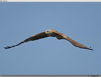 Animali 068